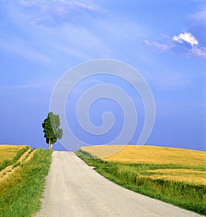Tuskany landscape with small road and cypress tree