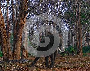 A Tusked Indian Elephant Tied to a Tree with Iron Chain