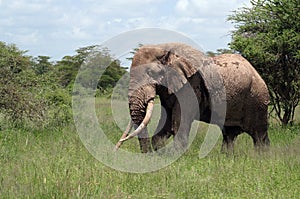 Tusker