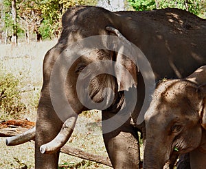 Tusker with baby elephant