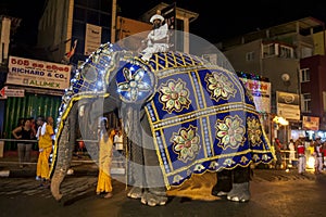 A tusker elephant carrying the Front Runner during the Esala Perahera in Kandy in Sri Lanka.