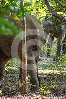 Tusker elephant charges at another tusker elephant at Yala