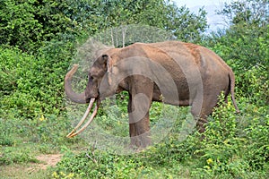 Tusker Elephant splashing soil