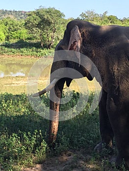 Tusker elephant. Yala national park Sri La