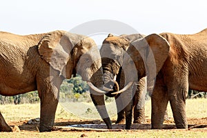 Tusks - African Bush Elephant