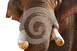 Tusks, Elephant Asian, or Indian