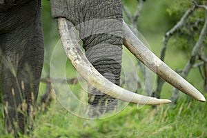 Tusks of a large bull elephant