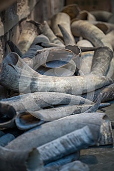 Tusks for sale in Old Town market in Feng Huang