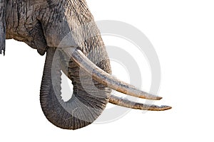 Tusks and trunk of African Elephant. Isolated on white