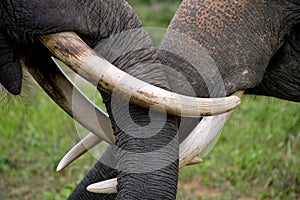 The tusks and trunk of the Asian elephant. Very close. Indonesia. Sumatra.