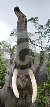 The tusks and trunk and open mouth of the Asian elephant. Very close. Unusual point of shooting. Indonesia. Sumatra.