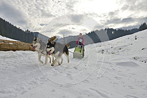 TUSNAD, ROMANIA - february 02: portrait of dogs participating in the Dog Sled Racing Contest. On February 02, 2019 in TUSNAD,