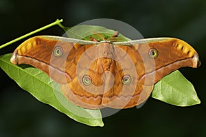 Tussar silk moth