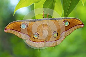 Tussar silk moth from Kanger Ghati National Park, Bastar District