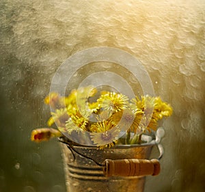 Tussilago bouquet in decorative bucket in water drops and sunshine