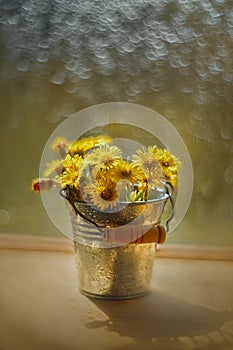 Tussilago bouquet in decorative bucket in water drops and sunshine