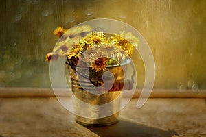 Tussilago bouquet in decorative bucket in water drops and sunshine