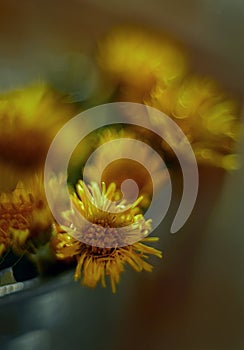 Tussilago bouquet in decorative bucket in water drops and sunshine