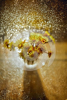 Tussilago bouquet in glass in water drops and sunshine