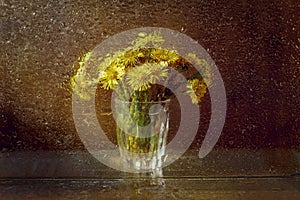 Tussilago bouquet in glass in water drops and sunshine