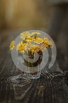 Tussilago bouquet in glass in water drops and sunshine