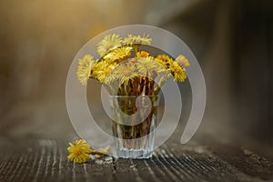 Tussilago bouquet in glass in water drops and sunshine