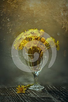 Tussilago bouquet in glass in water drops and sunshine