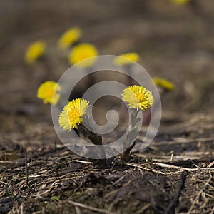 Tussilago farfara