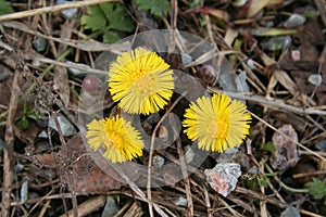 Tussilago farfara