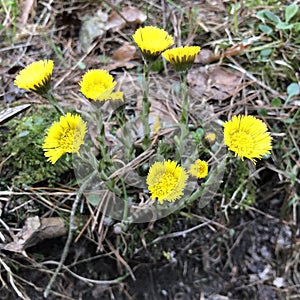 Tussilago farfara Asteraceae medical herbs and flowers