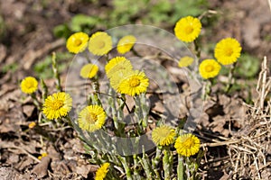 Tussilago farfara Asteraceae medical herbs and flowers. Whole heads of medicinal flowers in the wild, spring primrose