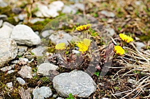 Tussilago farfara- Coltsfoot photo