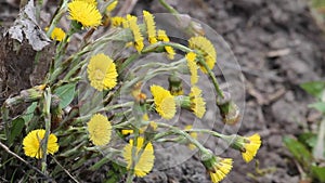 Tussilago farfara coltsfoot yellow flowers in wild nature