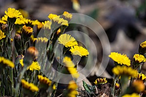 Tussilago farfara, or commonly Coltsfoot flowers