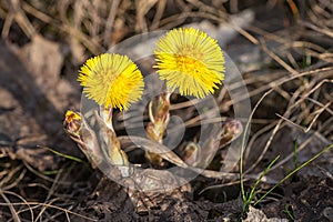 Tussilago farfara the first flowers of the early spring