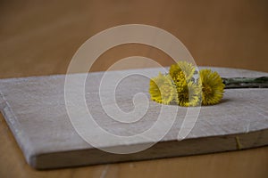 Tussilago farfara, healthly flower