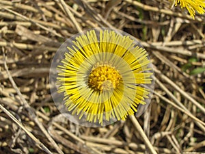 TussilÃÂ¡go flowers.
