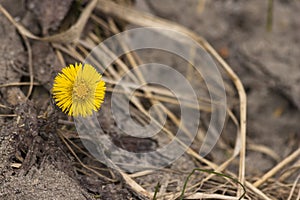 TussilÃÂ¡go fÃÂ¡rfara, coltsfoot, foalfoot photo