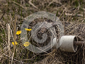 TussilÃÂ¡go fÃÂ¡rfara, coltsfoot, foalfoot photo