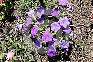 Tussock bellflower