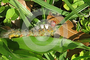 Tussock caterpillar on plant in Florida wild photo