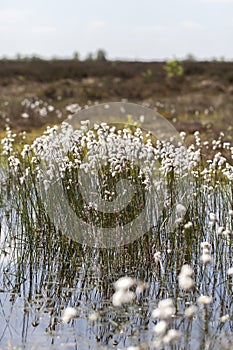 Tussock cottongrass - bog pond