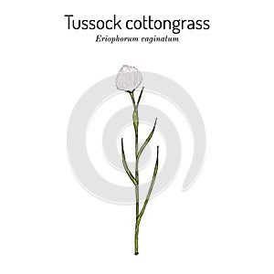 Tussock cottongrass Eriophorum vaginatum , medicinal plant