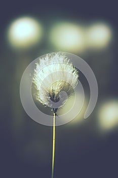 Tussock cottongrass - Vintage photo