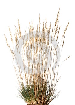 Tussock of dry grass with panicle