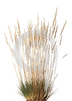 Tussock of dry grass with panicle photo