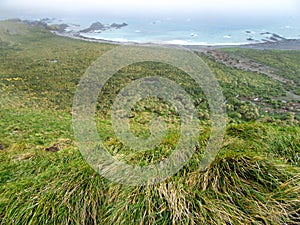 Tussock grass covered hill Macquarie island, subantarctic region, Australia