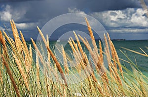 Tussock grass at stormy beach