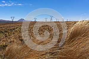 Tussock grass in Tongariro National Park, New Zealand