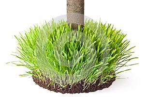 Tussock grass with a tree trunk